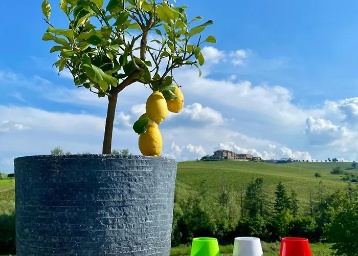 Sorriso Dei Maestri Calosso